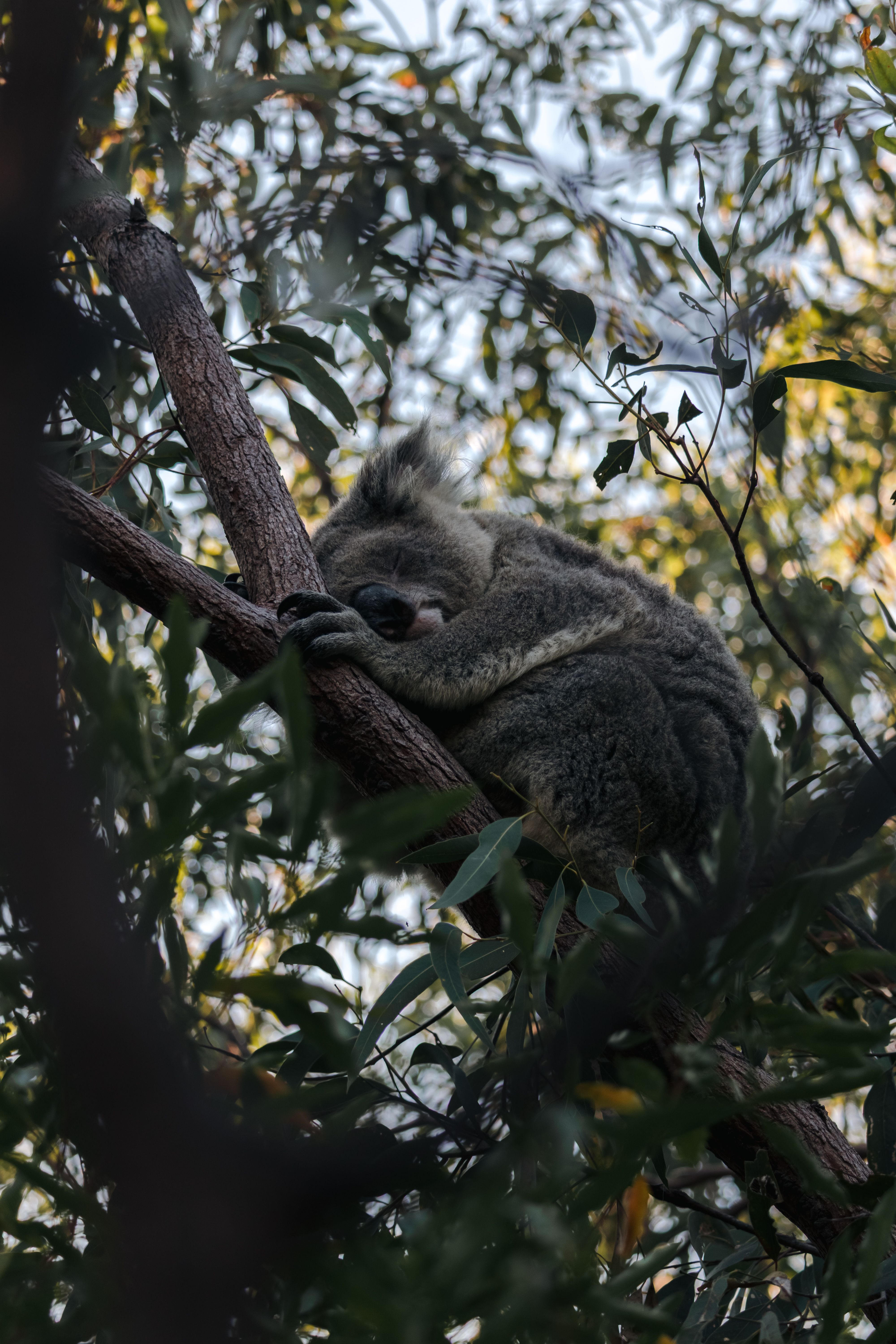 gratis Een koala die vredig slaapt in een eucalyptusboom in een Australisch bos. Stockfoto