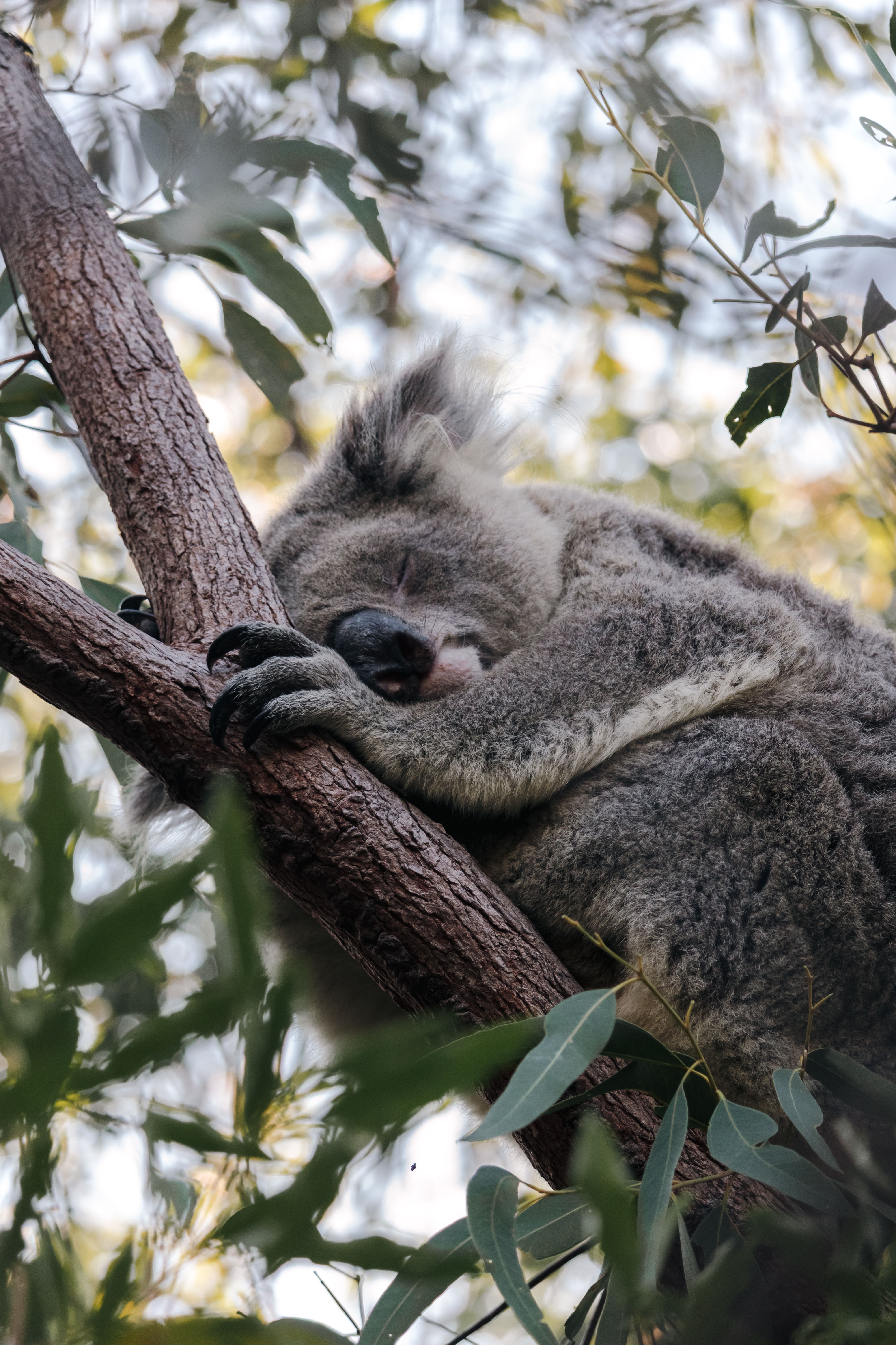 gratis Een vredige koala rust op een eucalyptusboom in Queensland, Australië. Stockfoto