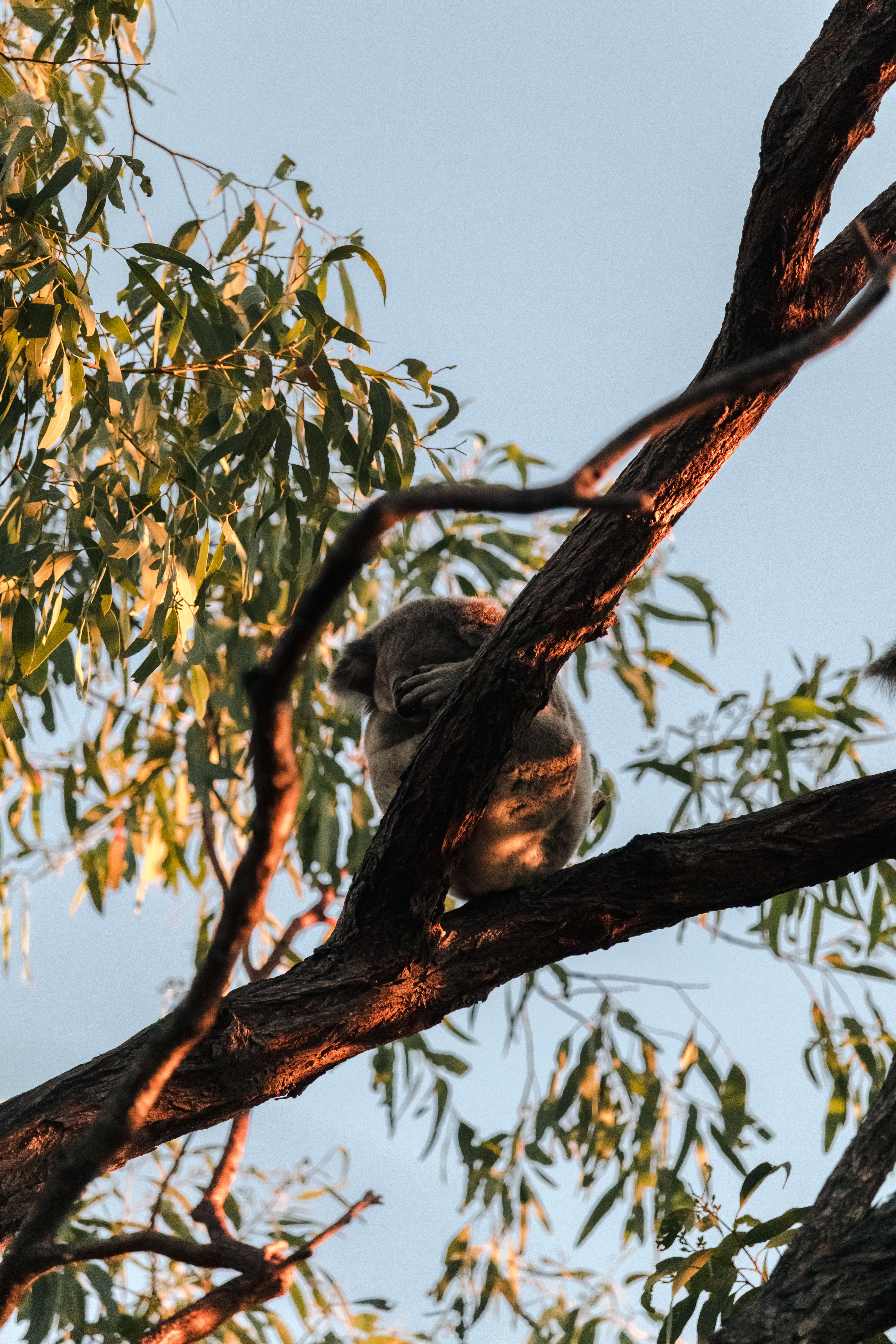 gratis Een serene koala die rust in een eucalyptusboom, gefotografeerd in Queensland, Australië. Stockfoto