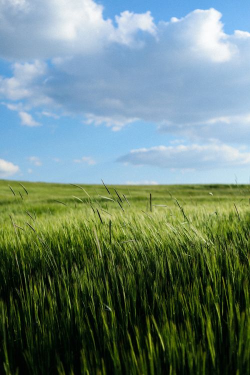 Free Vast green field swaying under a bright blue sky with fluffy clouds, capturing nature's serene beauty. Stock Photo