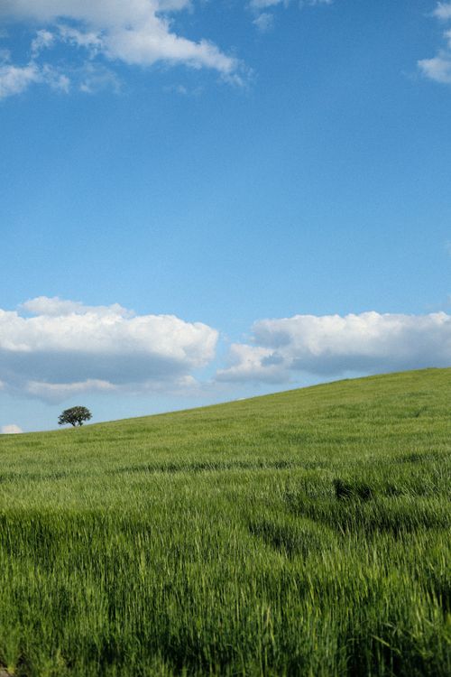 Free A peaceful green field with a solitary tree and fluffy clouds against a clear blue sky. Stock Photo