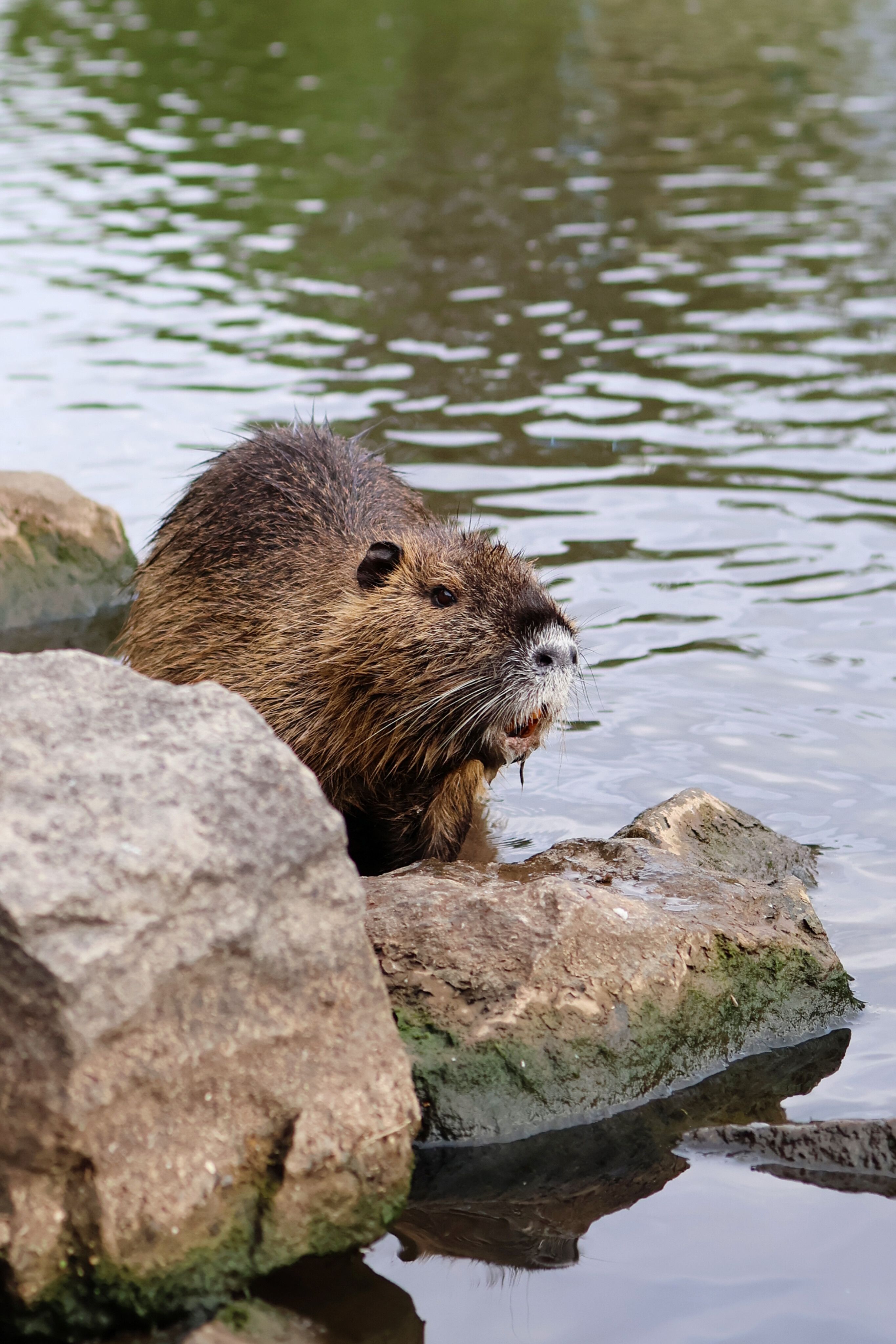 Beaver on Lakeshore · Free Stock Photo