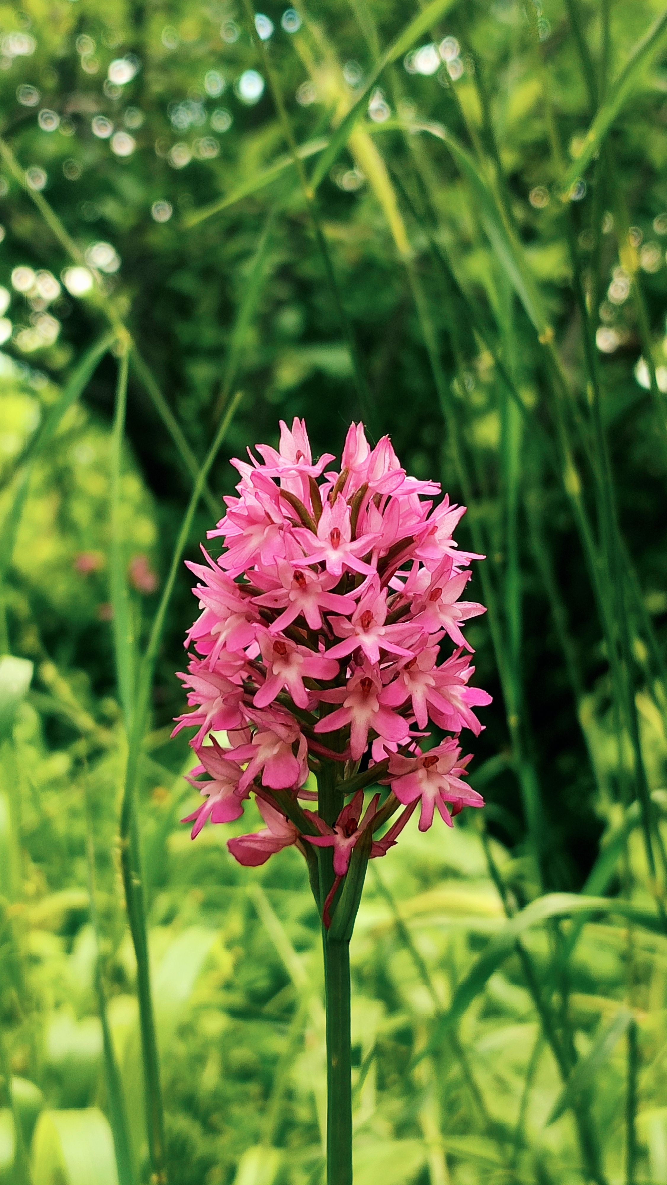 Beautiful pink wildflower blooming amidst lush green grass on a sunny day.