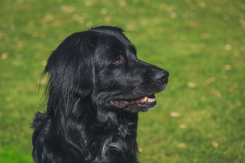 Tucker - photo 1