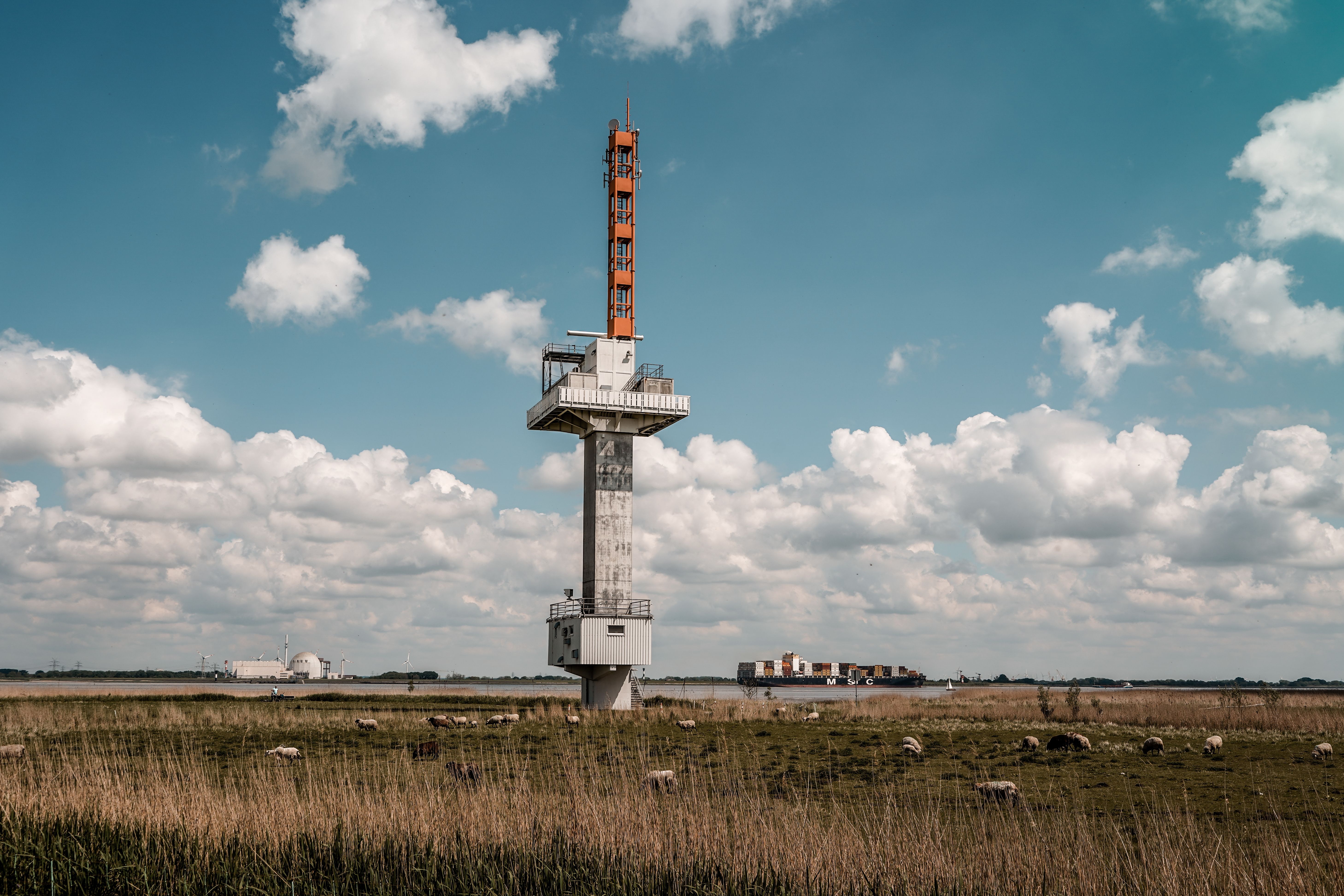 Waddenzee kıyısındaki bir sette otlayan koyunlar