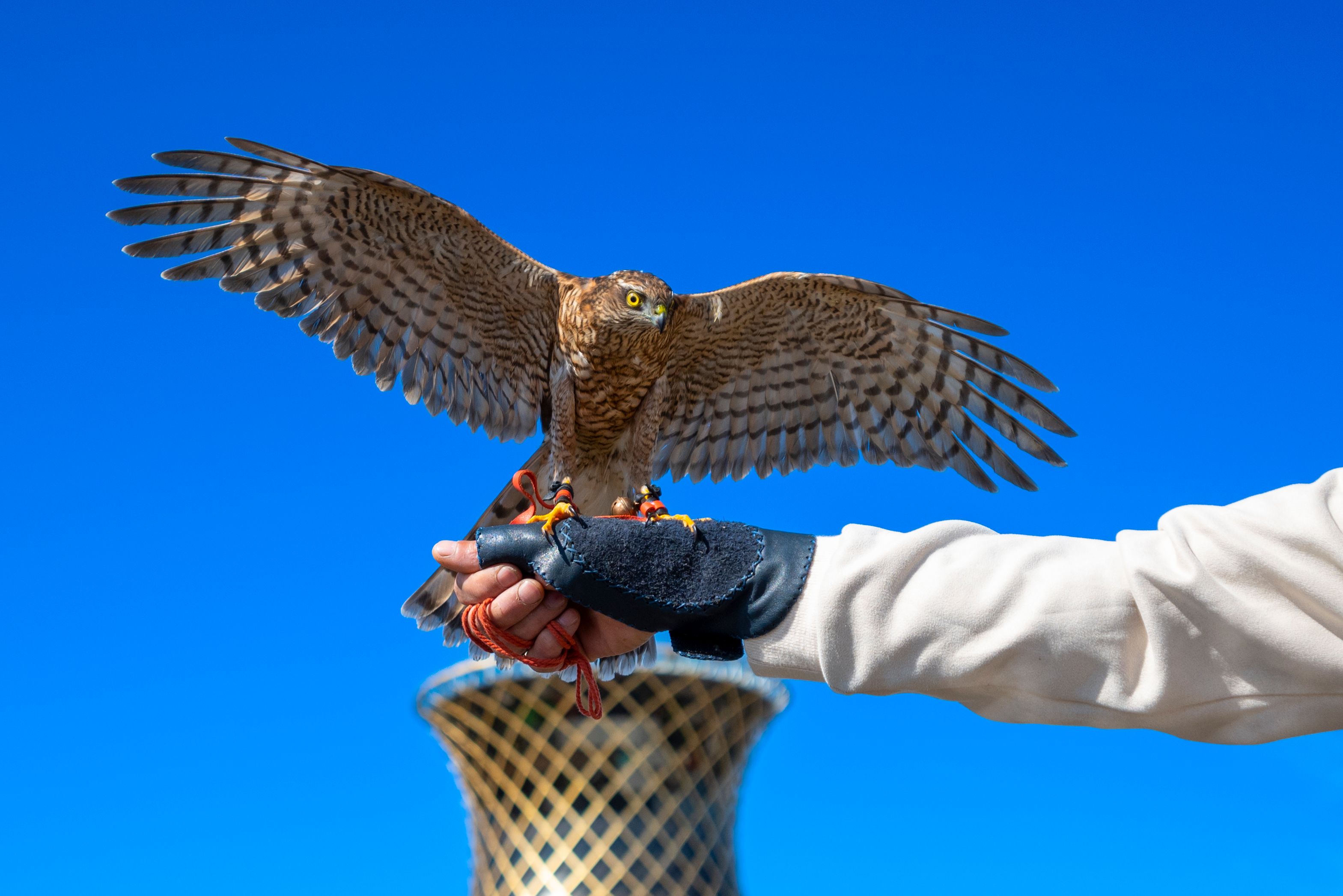 Falcon perched on glove against clear blue sky, showcasing falconry skill.