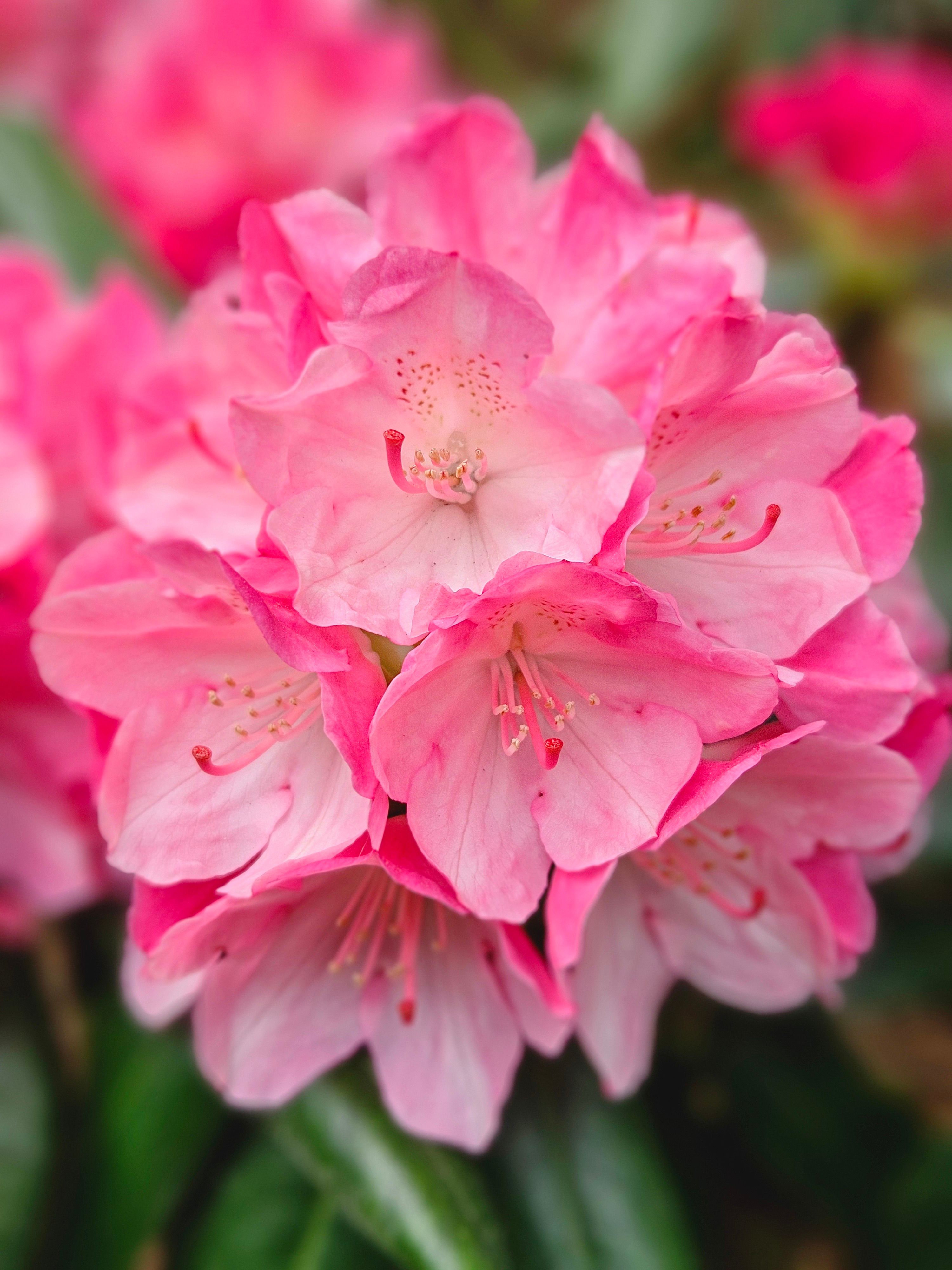 [ColoSach]-detailed-close-up-of-pink-rhododendron-flowers-in-bloom,-showcasing-delicate-petals.