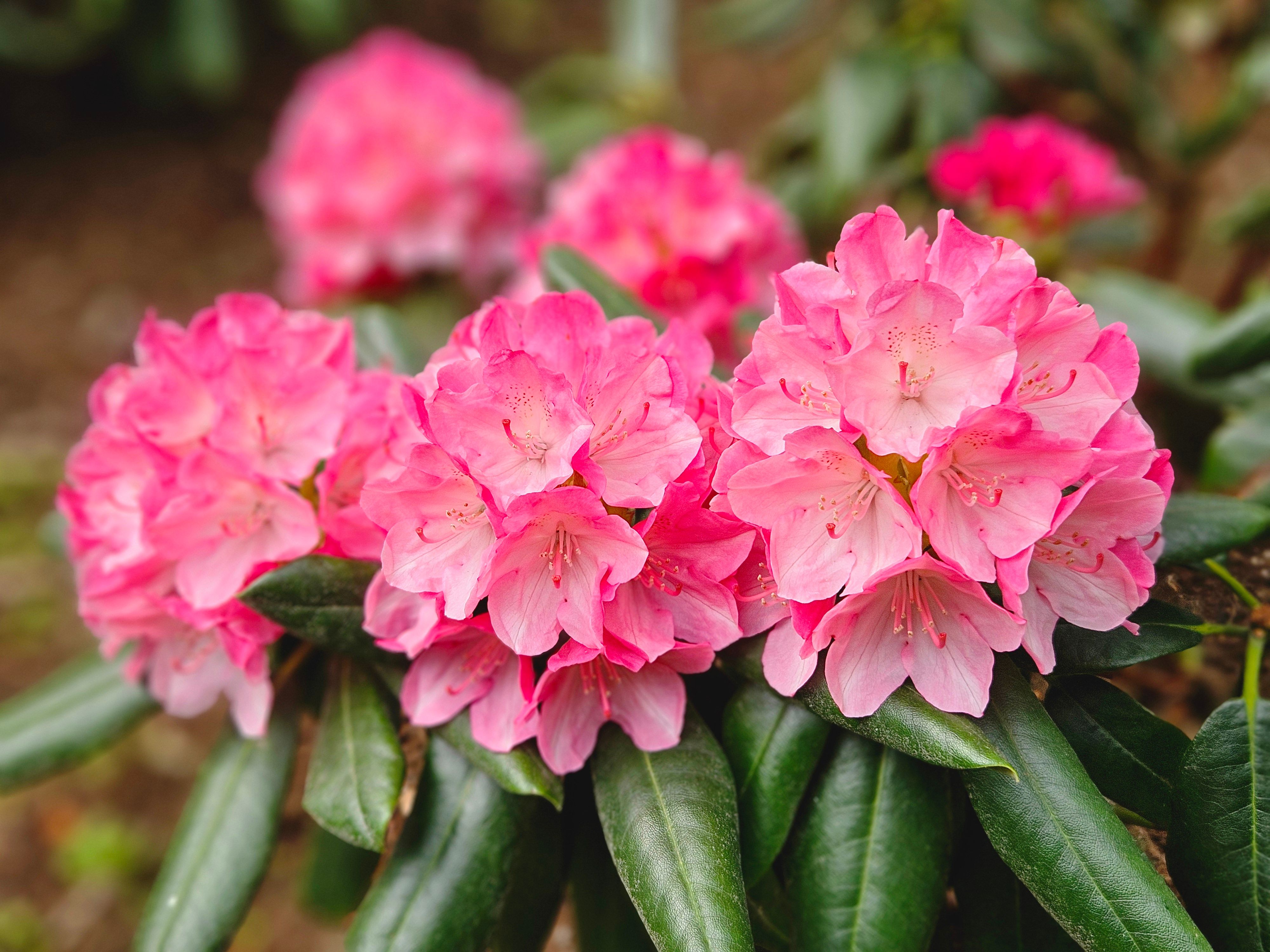[ColoSach]-close-up-of-vibrant-pink-rhododendron-blooms,-showcasing-their-intricate-petals-and-lush-green-leaves.