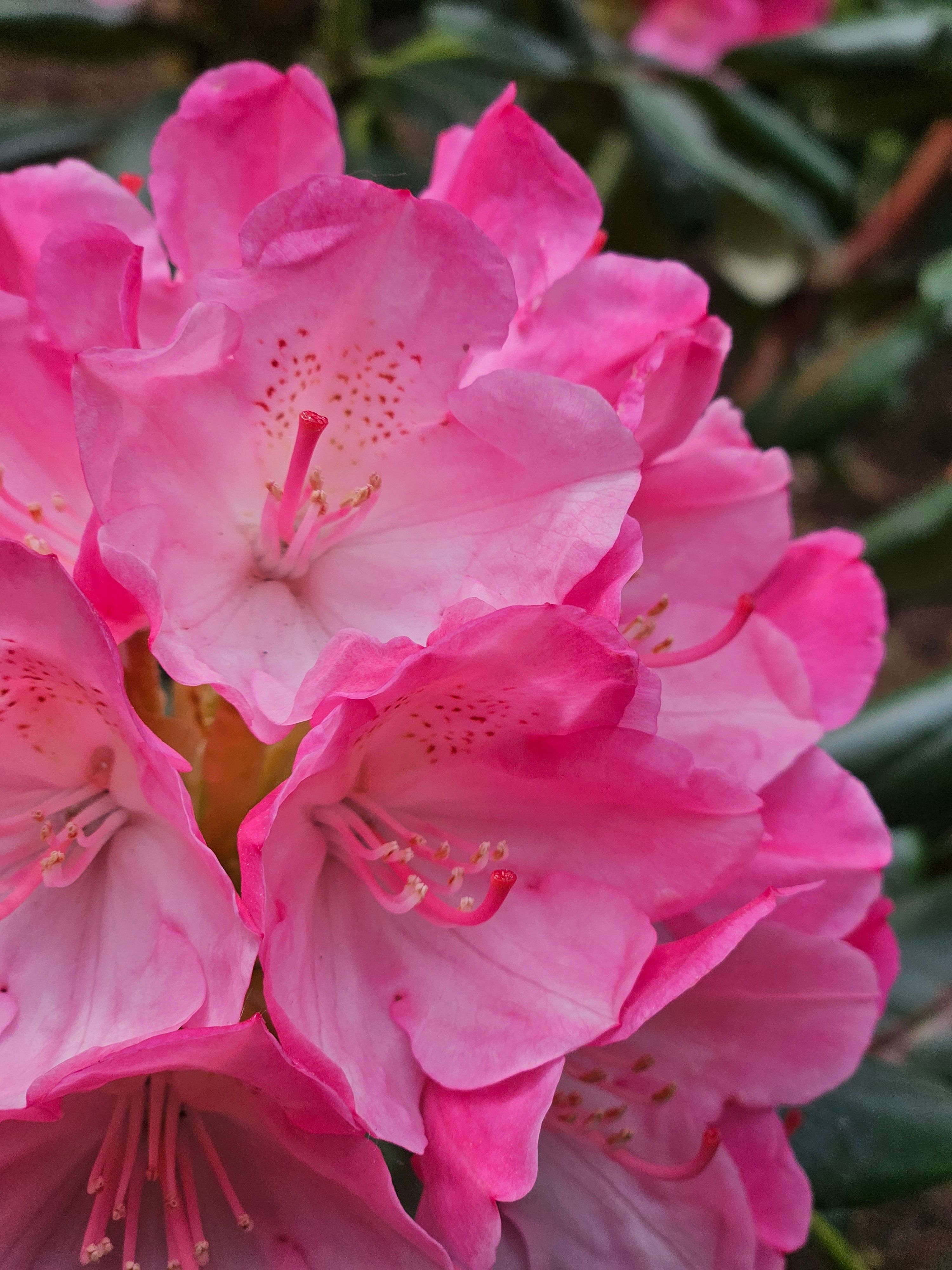 [ColoSach]-close-up-of-bright-pink-rhododendron-flowers-showcasing-intricate-petal-details.