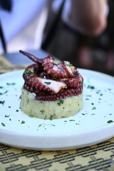 octopus photo