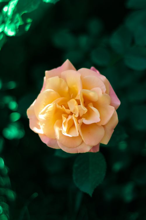 Free Close-up of a beautiful yellow rose with lush green foliage background. Stock Photo