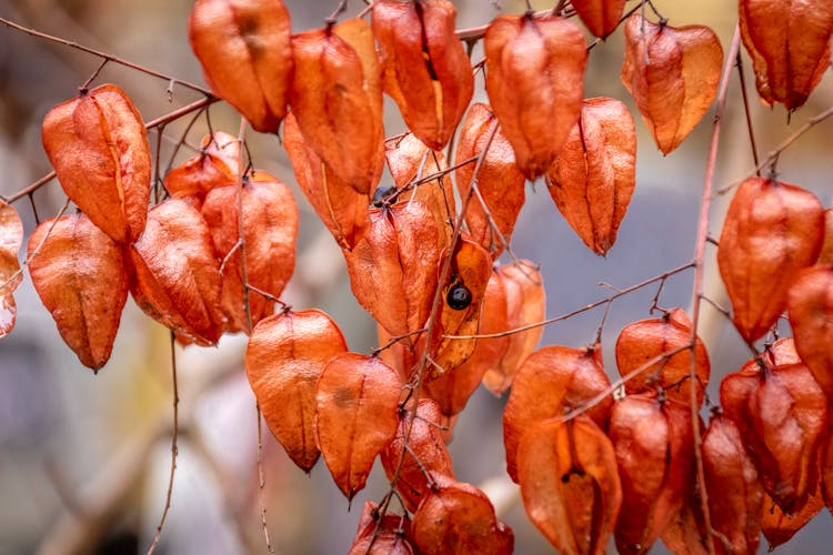 Close-Up Photography Of Golden Rain Tree