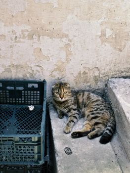 Relaxed tabby cat lying on weathered concrete next to crates outdoors.