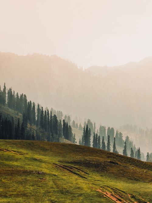 Free Misty morning view of lush green hills and pine trees in Naran, Pakistan. Stock Photo