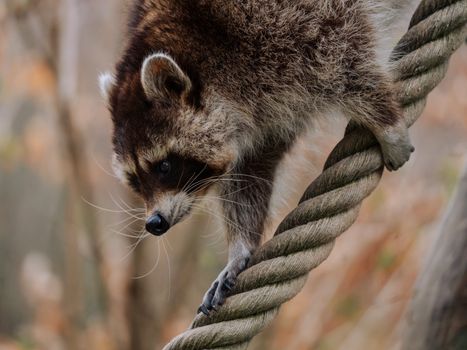A raccoon carefully balances on a thick rope during autumn in Feldkirch, Austria.