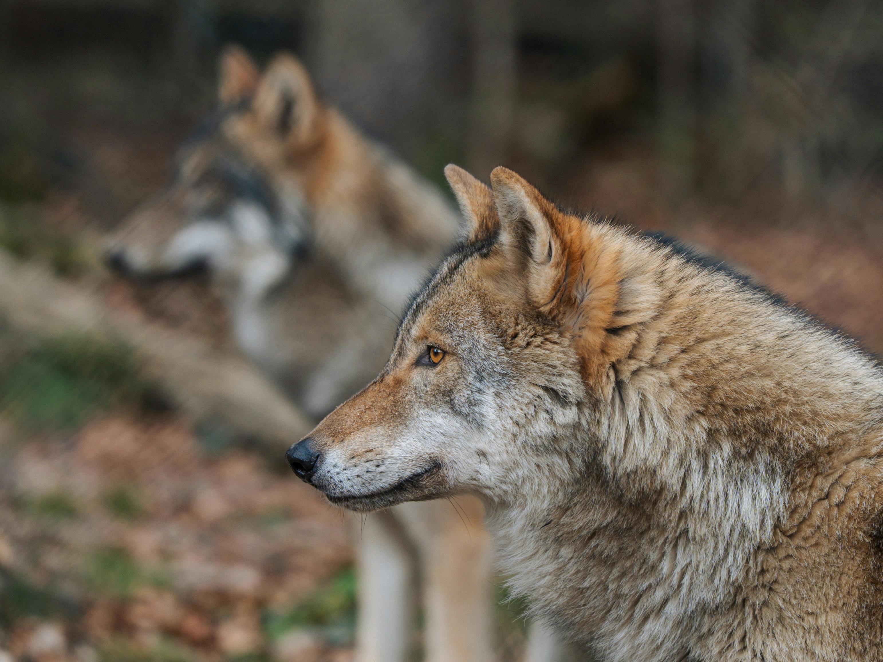 Two wolves in the forest near Feldkirch, Austria, showcasing their sharp eyes and thick fur.