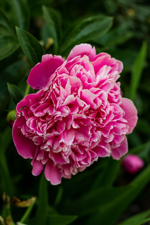 Free Close-up of a vibrant pink peony flower in full bloom with lush green leaves in the background. Stock Photo