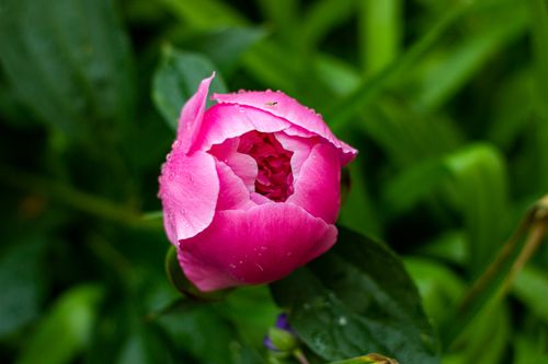 Free Detailed close-up of a vibrant pink peony flower with dewdrops on petals against a lush green background. Stock Photo