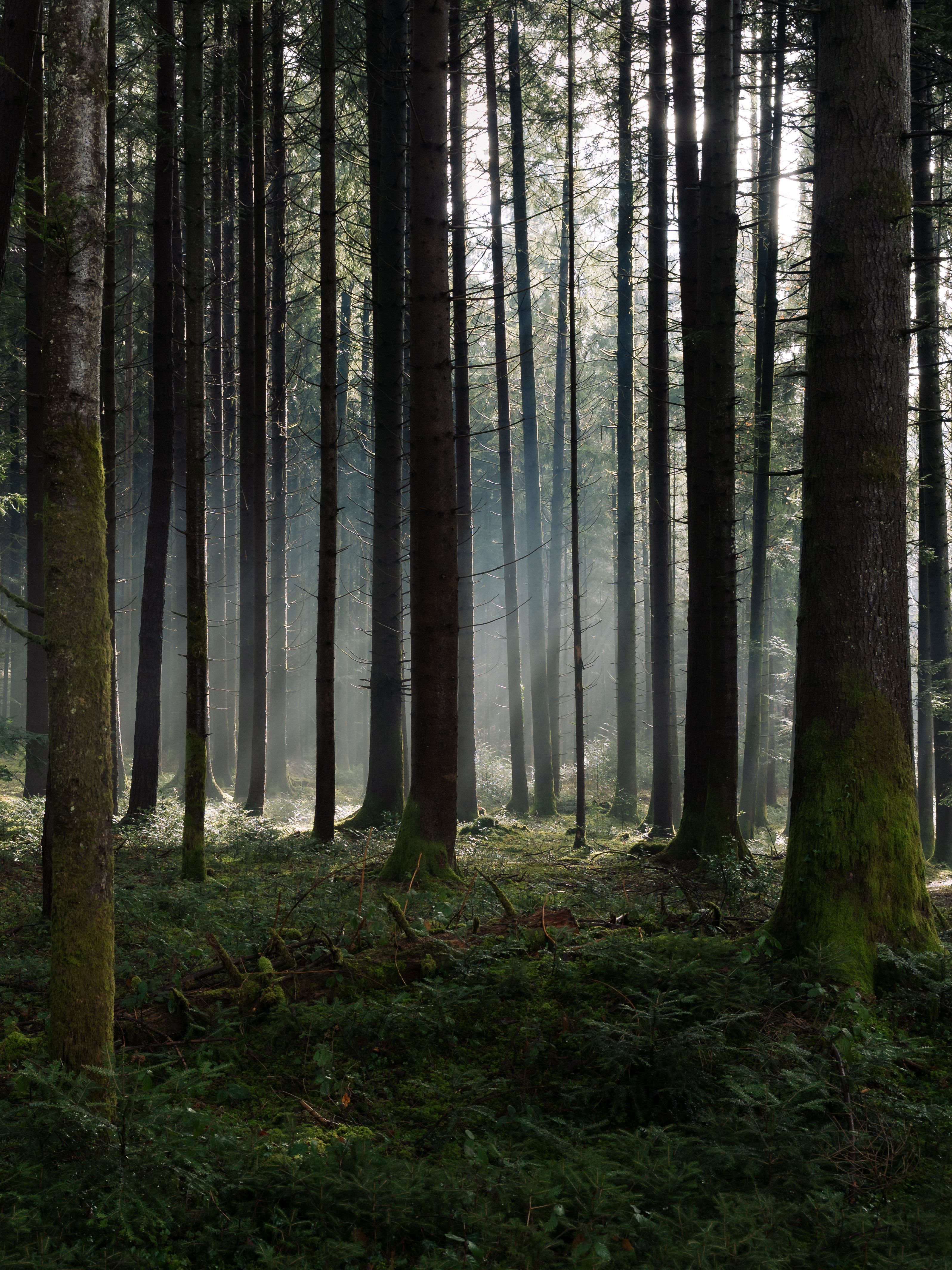 Sunlight filters through a misty, tranquil forest creating a serene atmosphere.