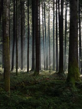 Sunlight filters through a misty, tranquil forest creating a serene atmosphere.