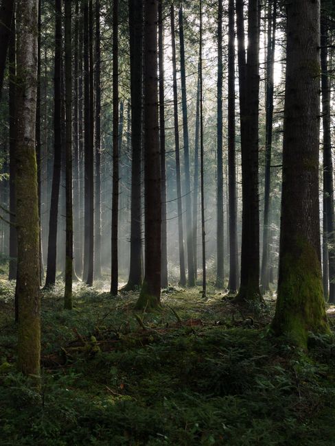 Sunlight filters through a misty, tranquil forest creating a serene atmosphere.