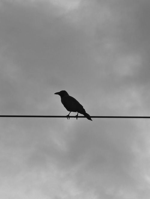 Free Black and white silhouette of a crow perched on a wire against a cloudy sky. Stock Photo