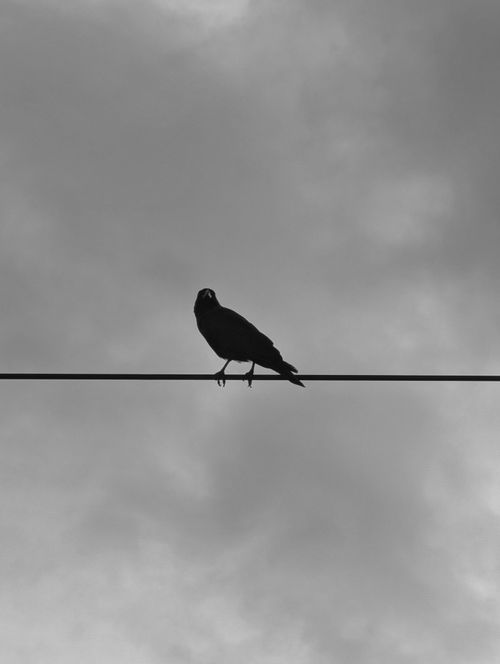 Free A solitary bird silhouette perched on a wire against a cloudy, overcast sky. Stock Photo