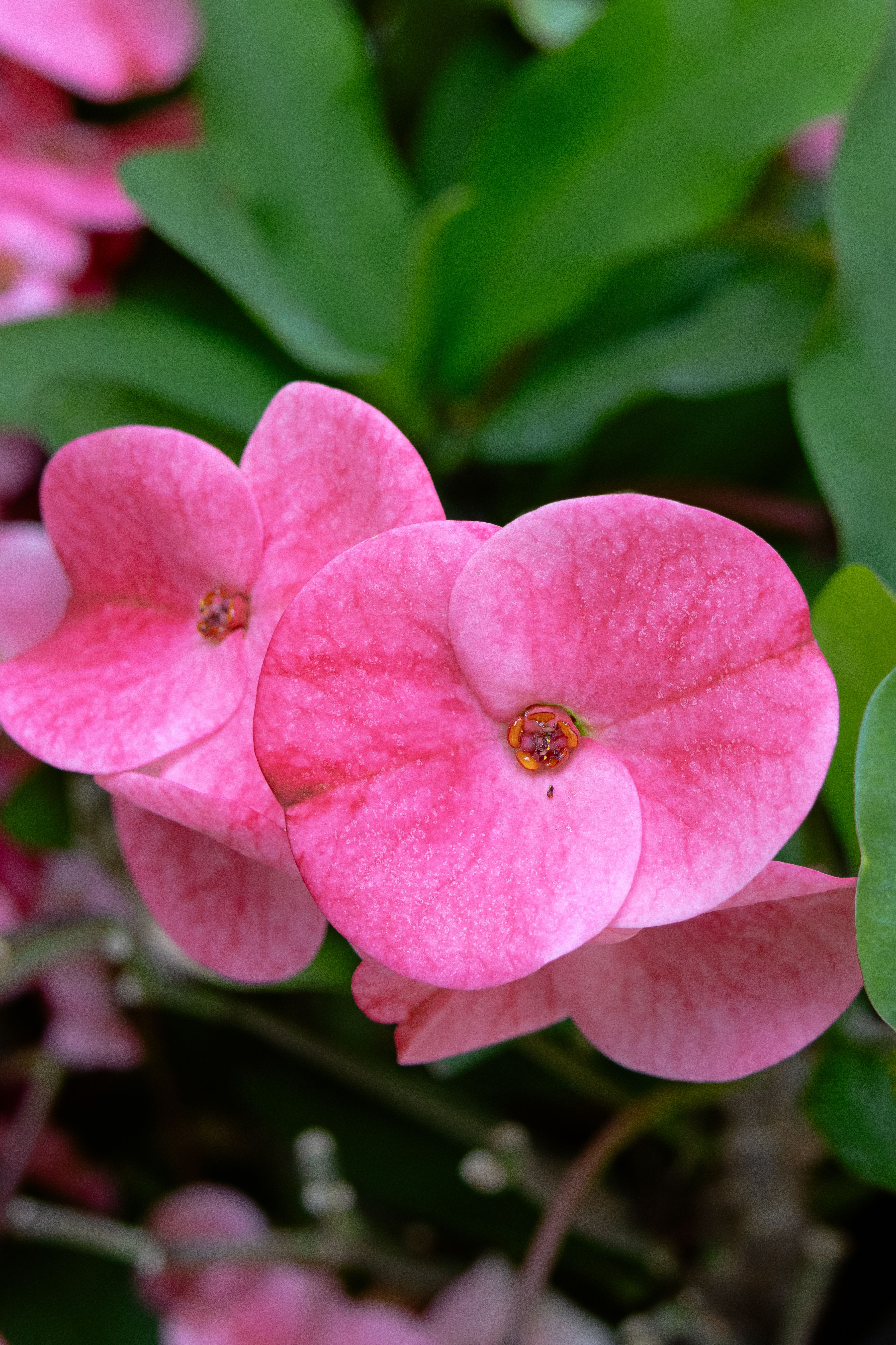 [ColoSach]-vibrant-pink-crown-of-thorns-flowers-captured-in-i̇stanbul,-showcasing-their-natural-beauty.