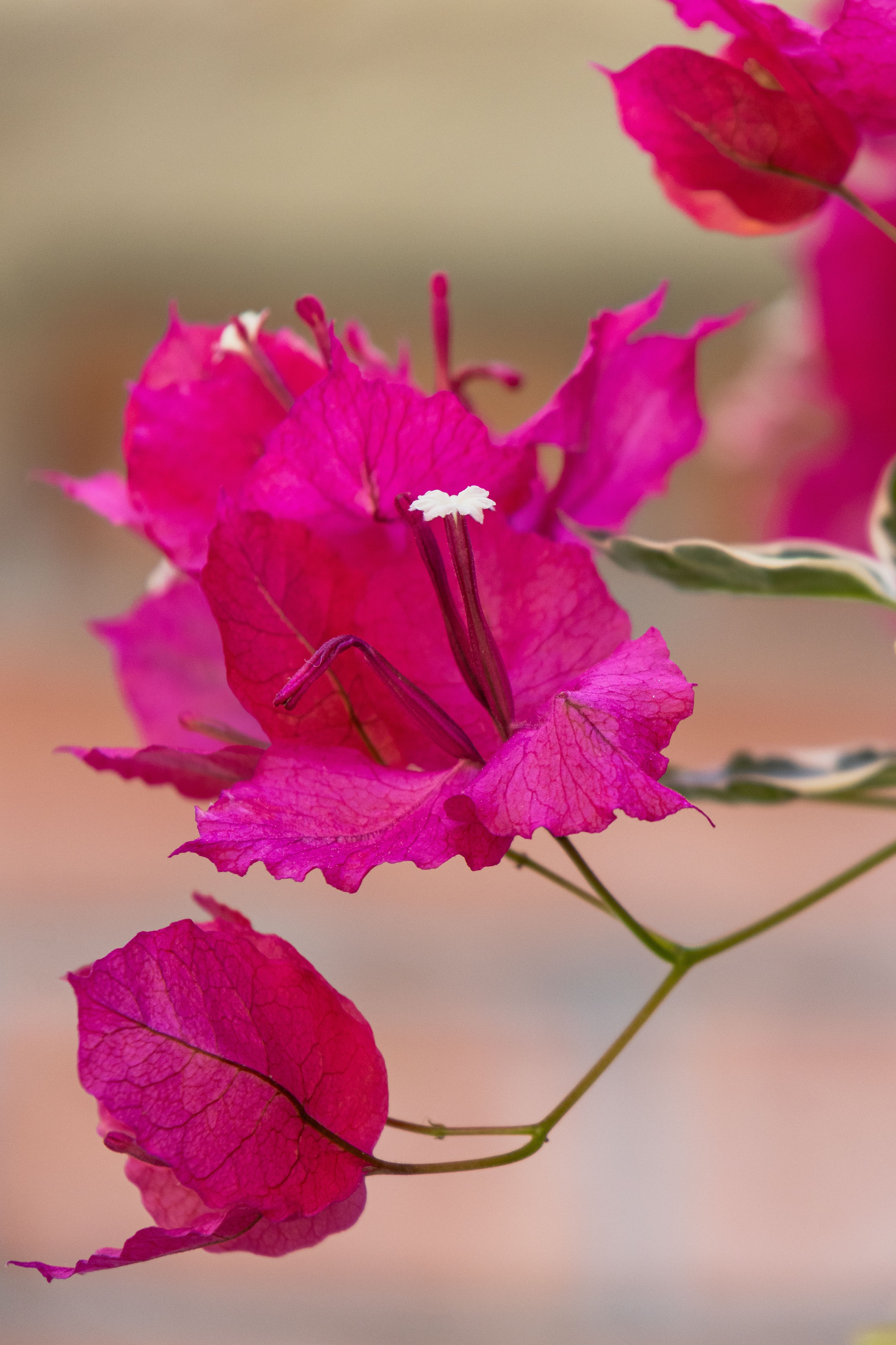 [ColoSach]-close-up-of-vibrant-pink-bougainvillea-flowers-in-full-bloom-against-a-blurred-background.