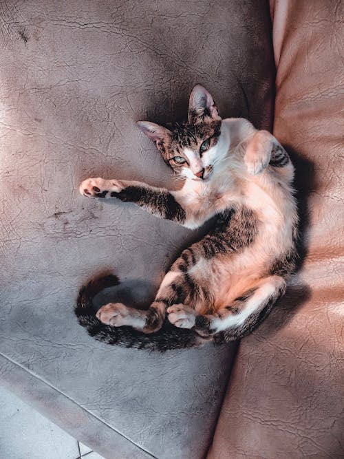 White and Black Cat Lying on Brown Sofa