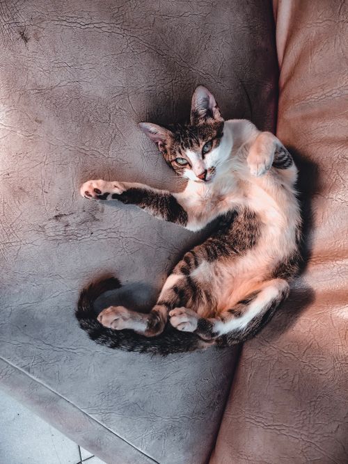 Free A cute tabby cat lounging on a sofa indoors, captured in soft lighting. Stock Photo
