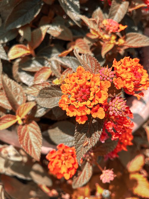 Free Close-up of bright orange lantana flowers with detailed foliage in sunlight. Stock Photo