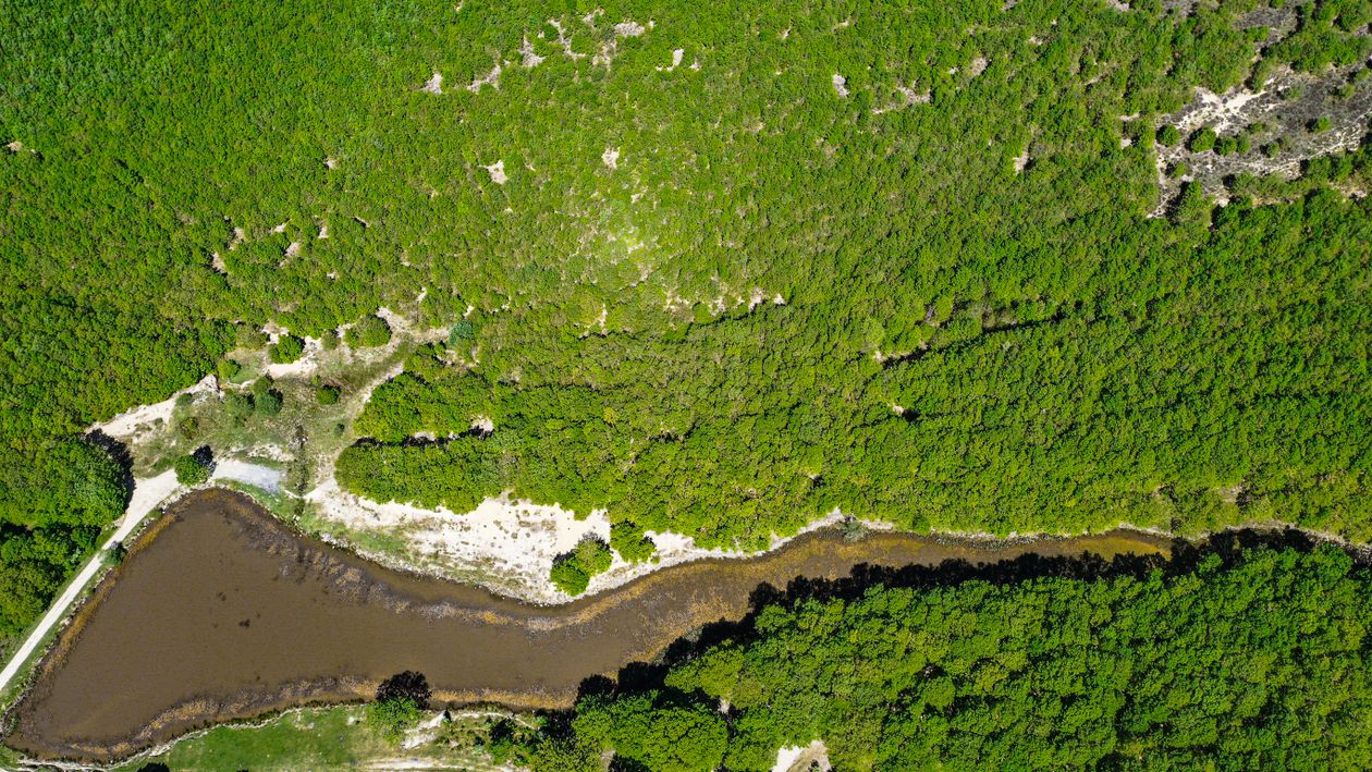 Stunning Aerial View of Lush Forest and Pond · Free Stock Photo