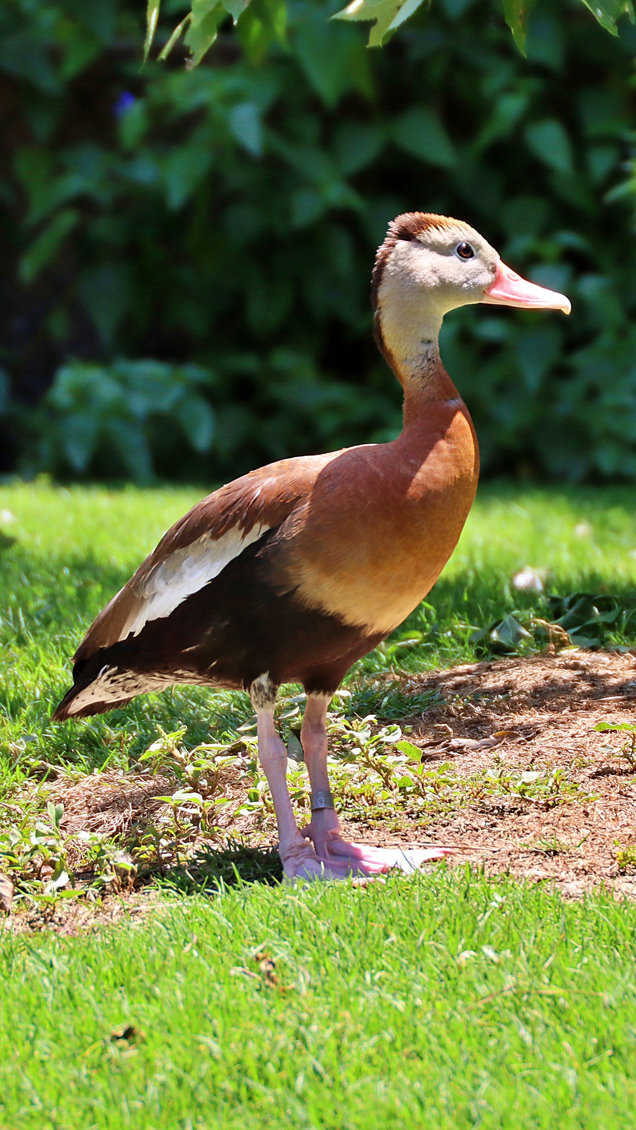 Kostenlos Eine leuchtend rote Schwarzbauch-Pfeifgans steht anmutig auf saftig grünem Gras. Stock-Foto