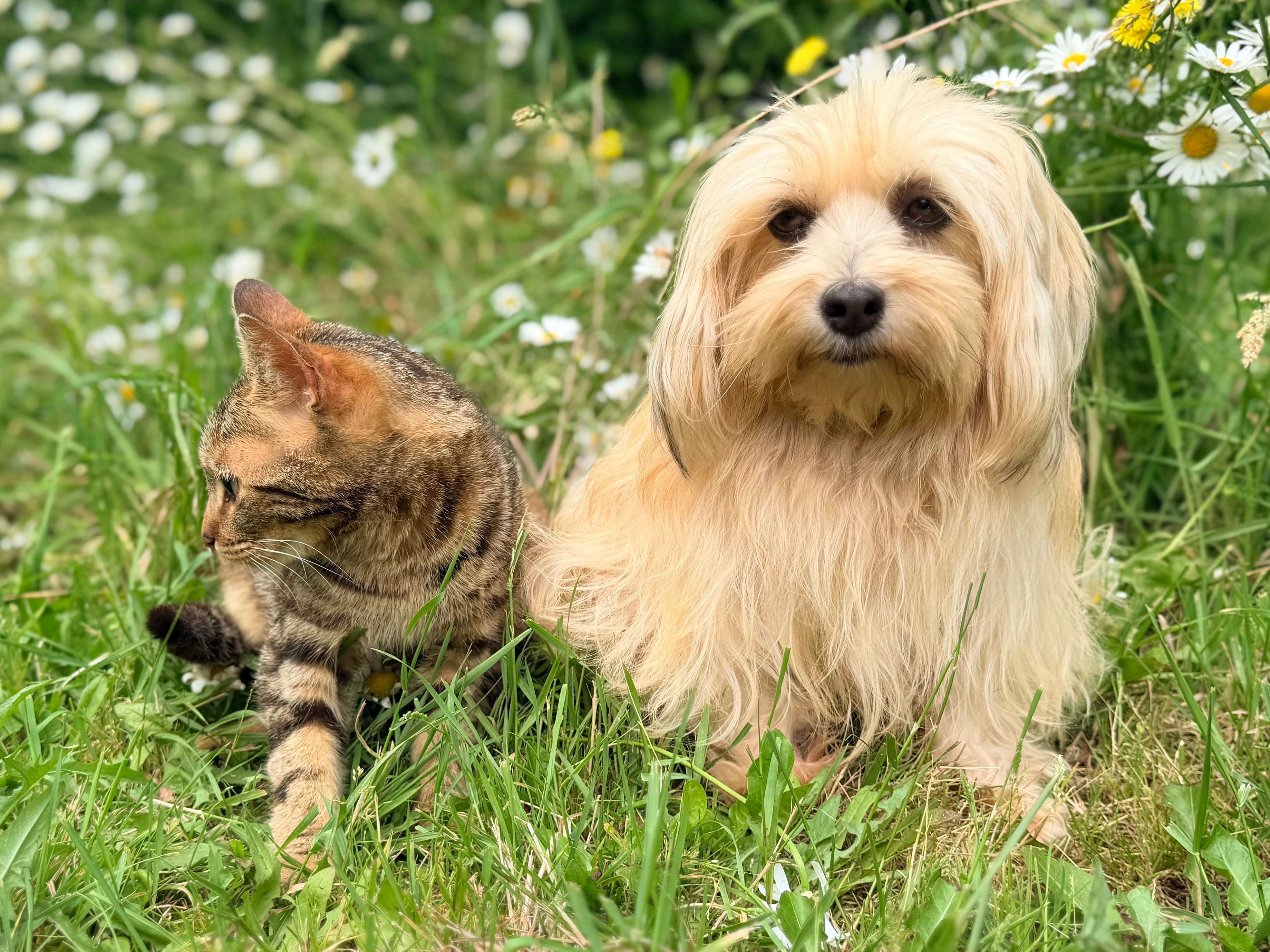 pet care, pet health, pet safety, pet grooming — Photo by JacLou- DL on Pexels