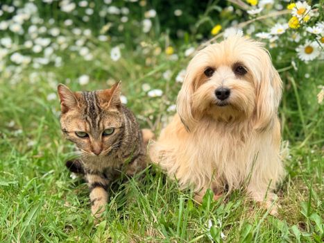 Where to Buy Custom Pet Portraits USA: Art for Your Furry Friend