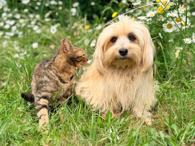 A tabby cat and a cream-coloured dog sitting together in a meadow of daisies — photo by JacLou- DL on Pexels