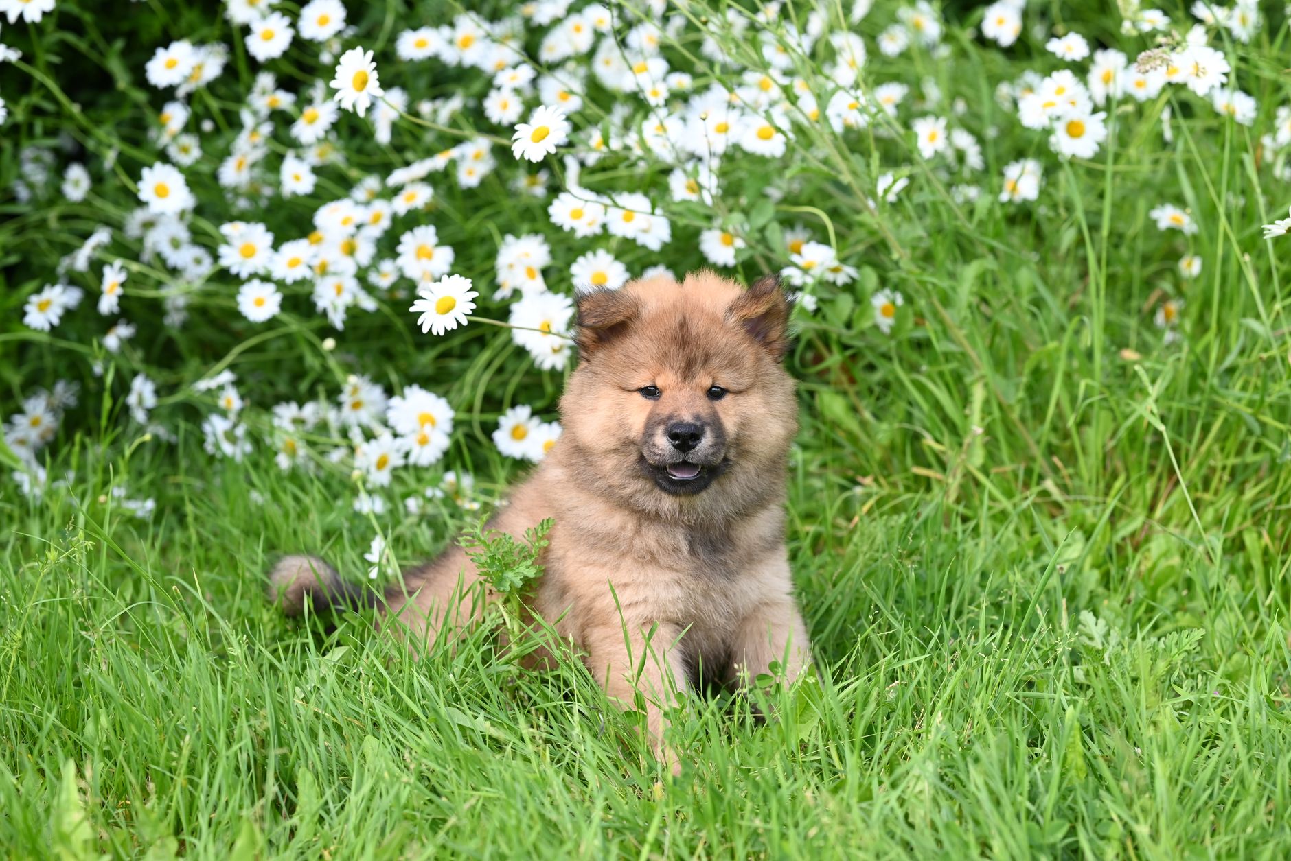 Chow Chow