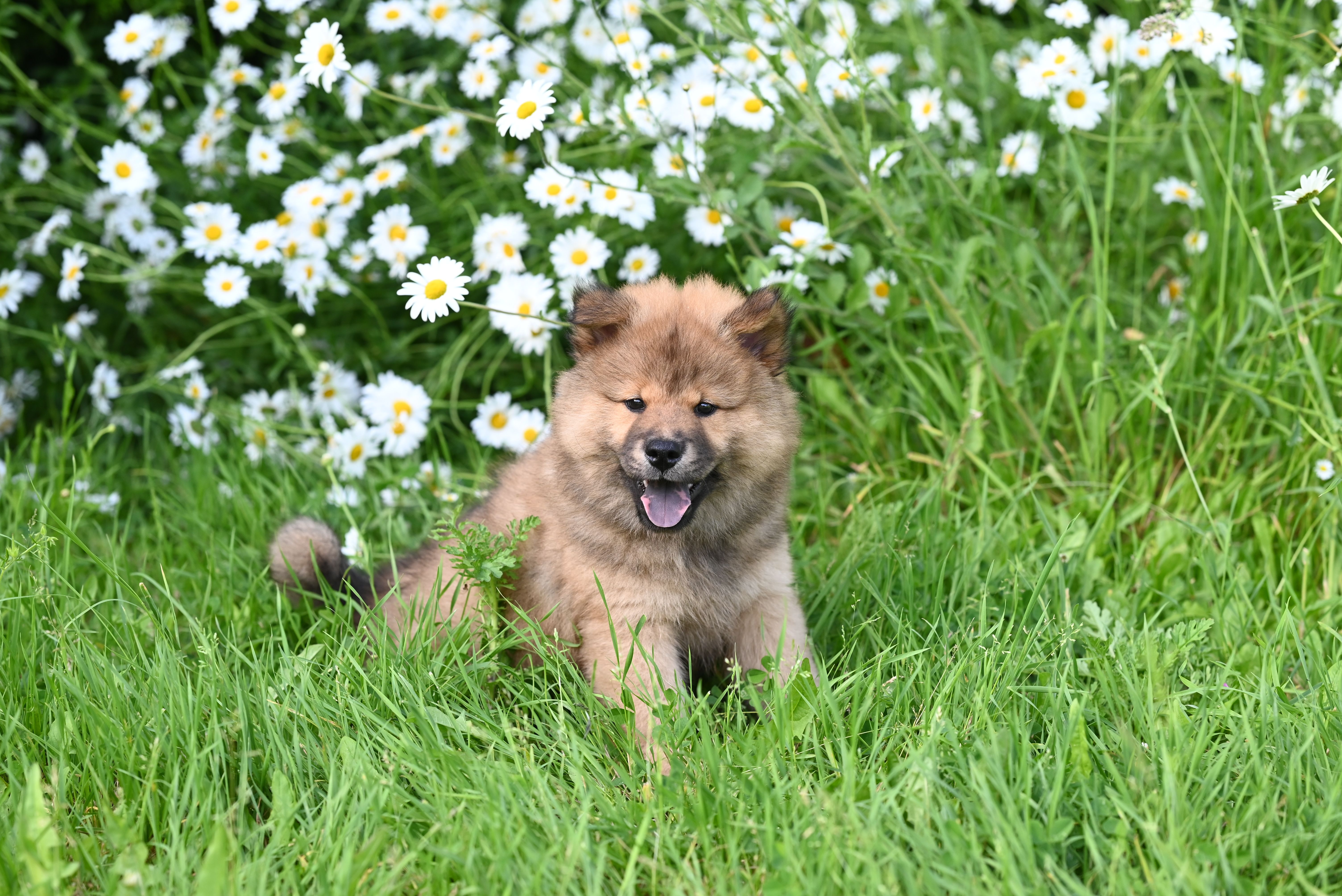 Small puppy outdoors on grass during potty training session