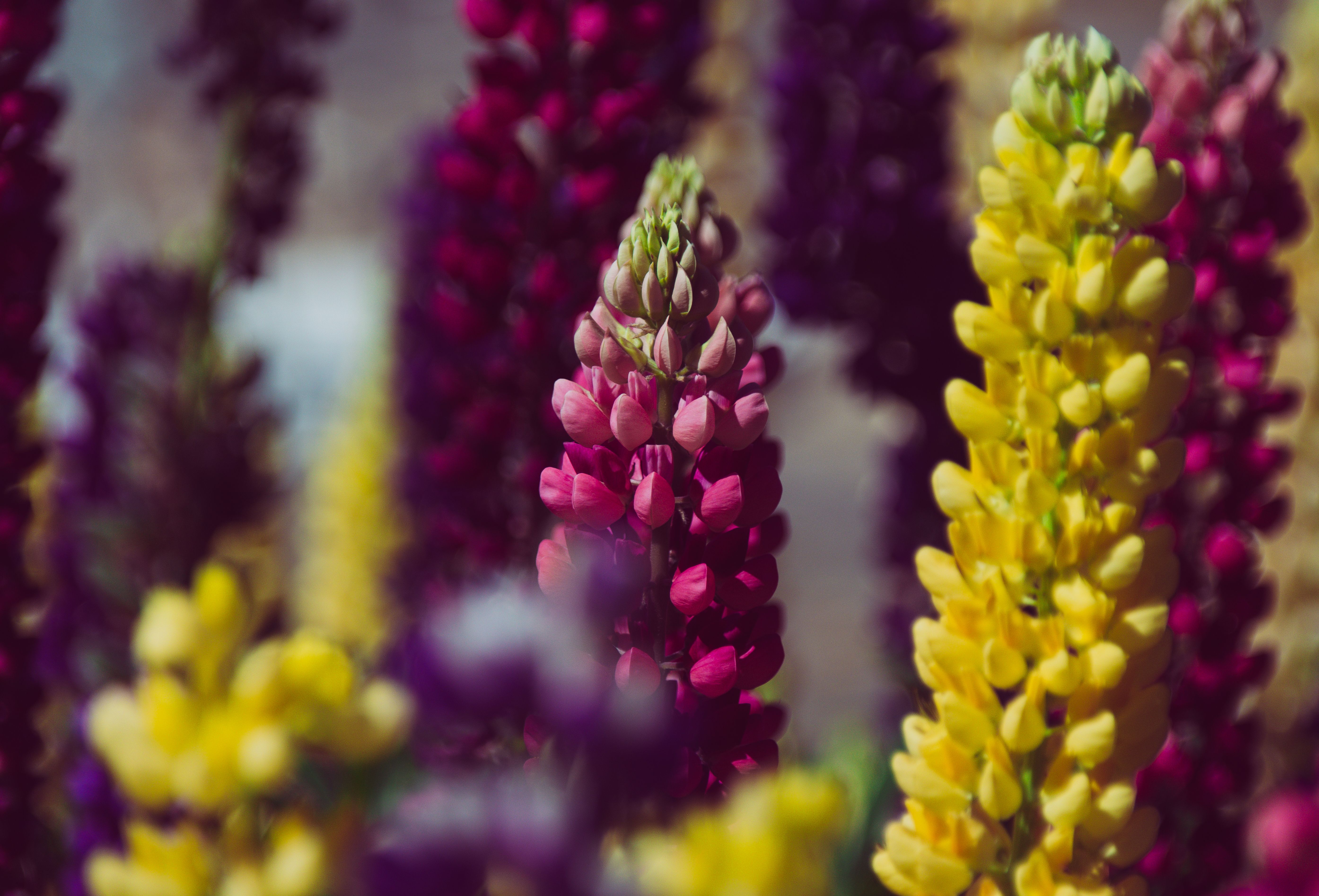[ColoSach]-close-up-of-colorful-lupine-flowers-in-full-bloom,-showcasing-vibrant-pink,-purple,-and-yellow-hues.