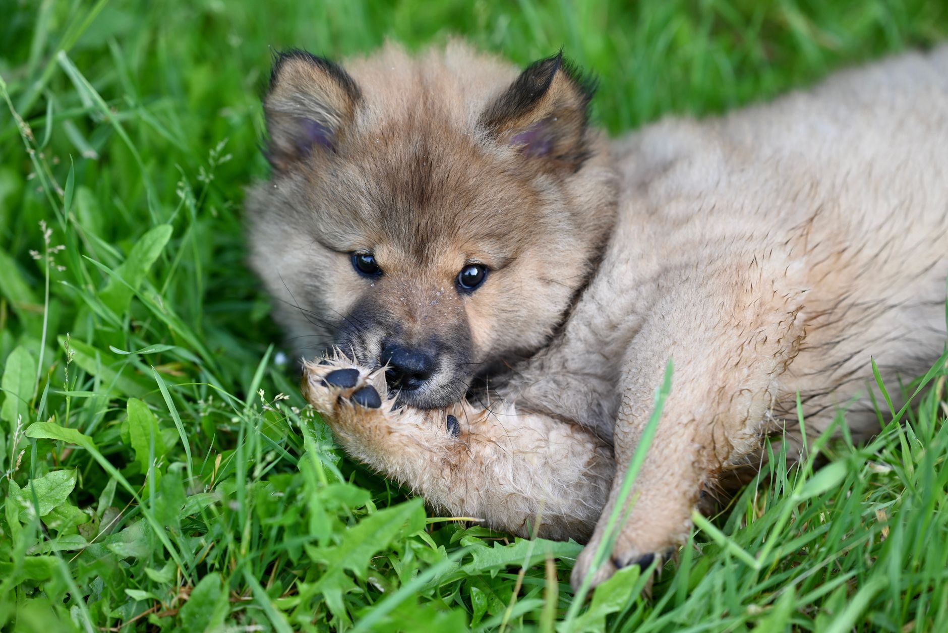 How To Treat Dog Paw Irritation: 5 Advanced Solutions To Stop The Chewing Cycle