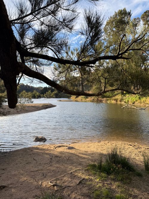 Free Peaceful riverbank in the Australian bush with overhanging trees under a blue sky. Stock Photo