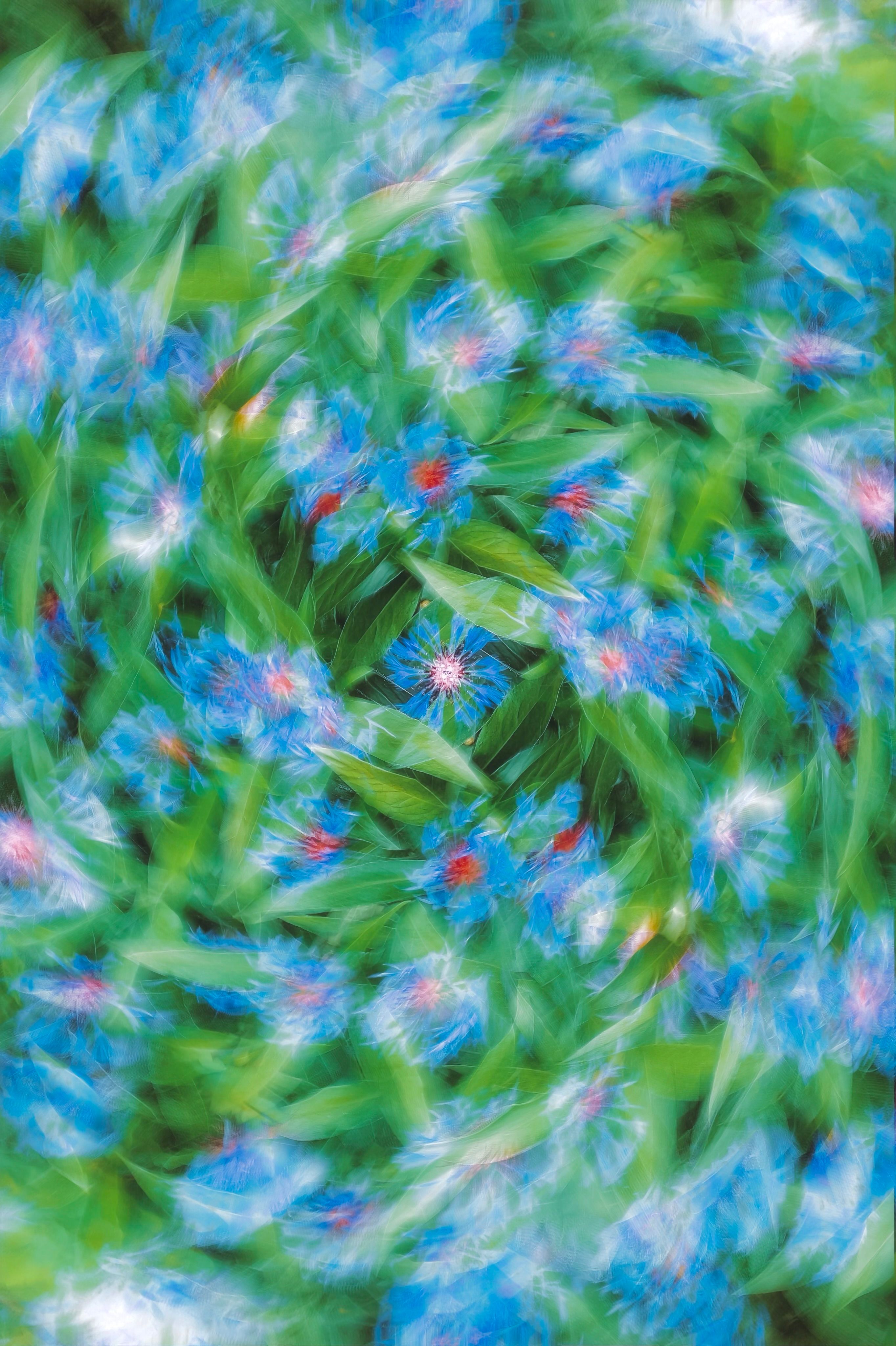 Vibrant abstract image of blue knapweed flowers in a swirling pattern.