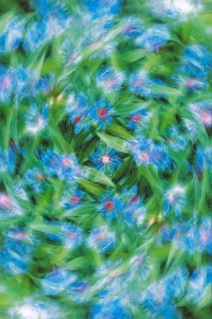 Vibrant abstract image of blue knapweed flowers in a swirling pattern.