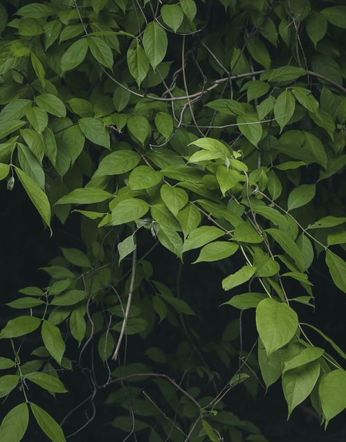 Free A lush grouping of green leaves against a dark, contrasting background, emphasizing nature's beauty. Stock Photo