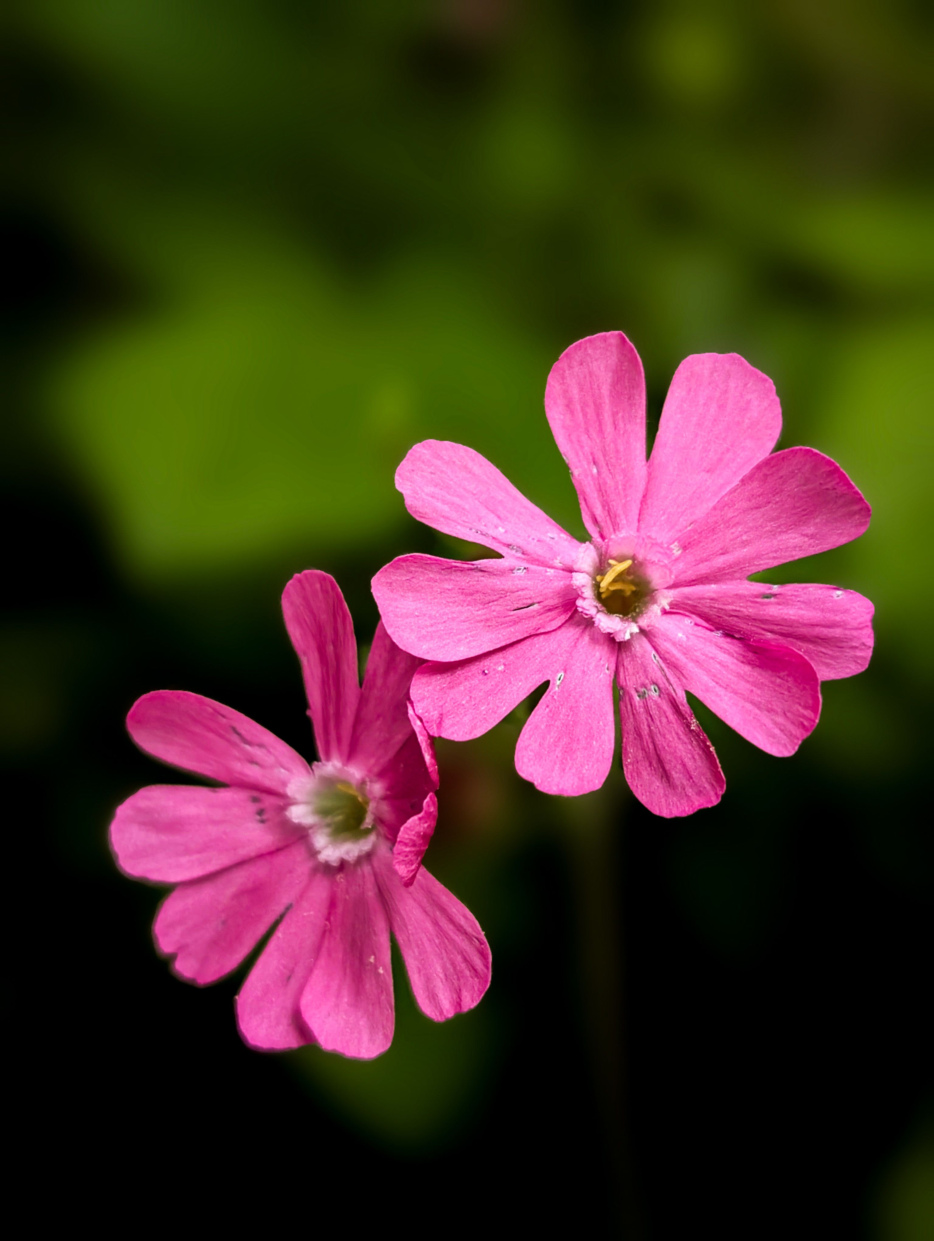 [ColoSach]-close-up-of-vibrant-pink-flowers-in-full-bloom-with-a-lush-green-background,-showcasing-nature's-beauty.