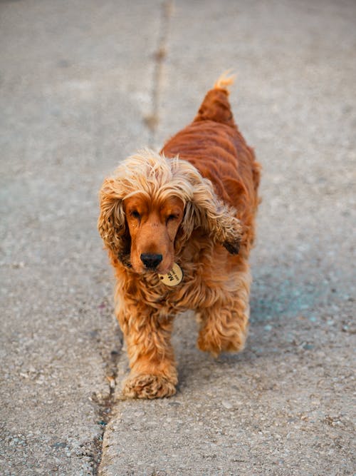 棕色长涂层的小狗在人行道上行走