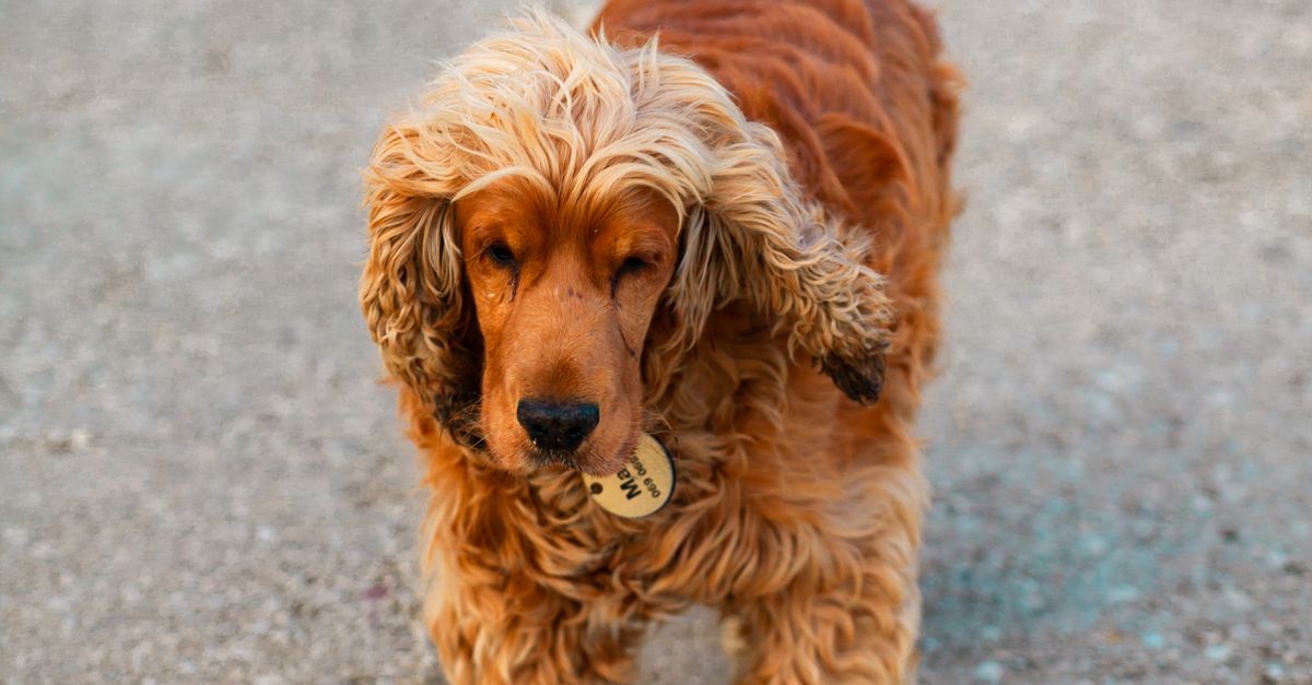 Bruine Langharige Kleine Hond Die Op De Stoep Loopt Gratis Stockfoto bruine-langharige-kleine-hond-die-op-de-stoep-loopt-gratis-stockfoto