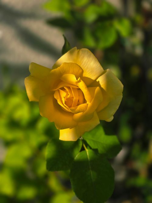 Free A beautiful yellow rose in full bloom, captured in natural sunlight showcasing its vibrant color and delicate petals. Stock Photo