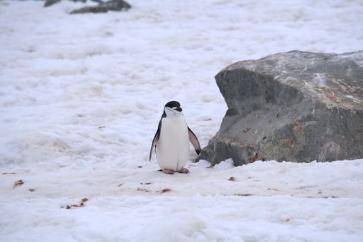 penguin photo